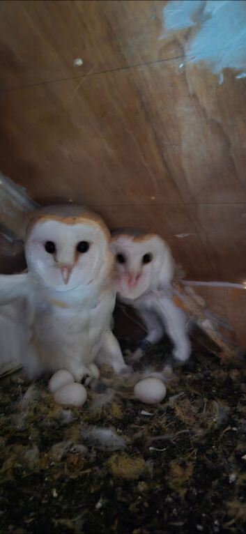 2 barn owls......