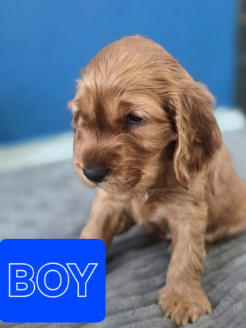 Cocker spaniel puppies
