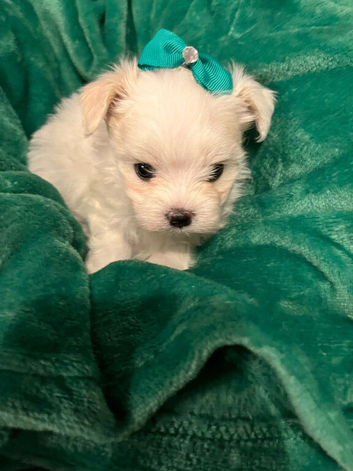 Gorgeous Litter of Maltese Puppies