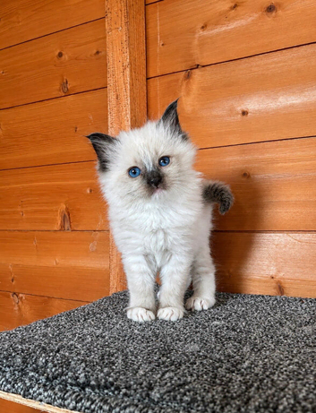 Beautiful ragdolls