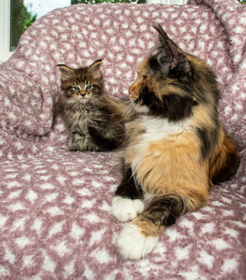 Maine coon Kittens
