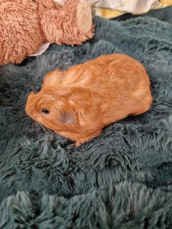 Baby Cali Sheltie boar