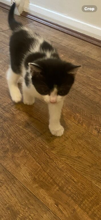Female kittens