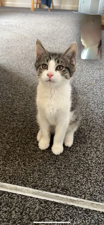 Male and female kittens