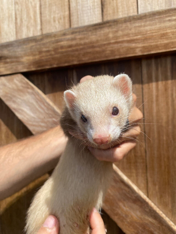 3 Jill ferrets 3 years old