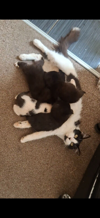kittens