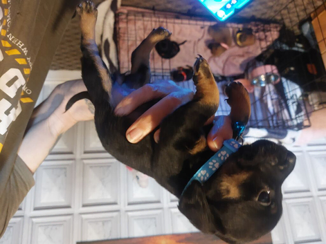 Jackwawas puppies