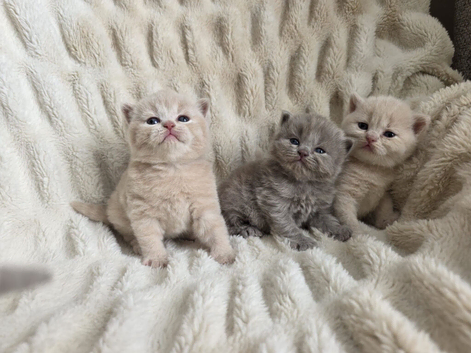Champion GCCF British Shorthair Kittens