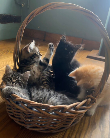 Gorgeous Siberian cross kittens ready to leave now