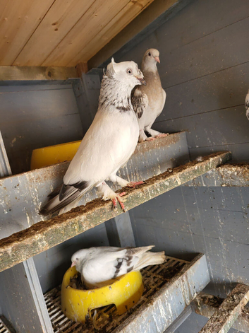 Pigeon for sale