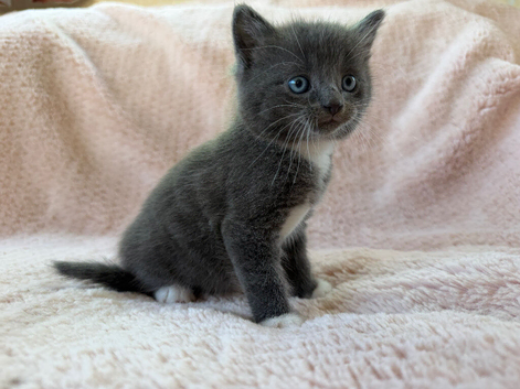Beautiful kittens For Sale