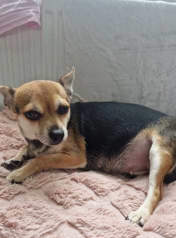 Chihuahua puppies