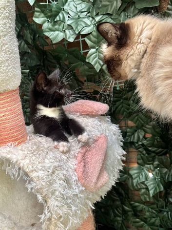RAGDOLL X BOY READY NOW