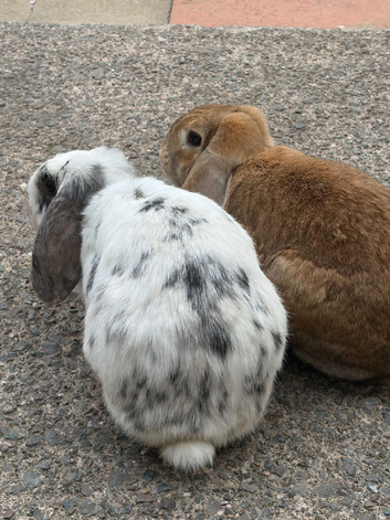 2 bonded females