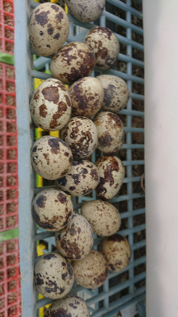Japanese quail fertile eggs