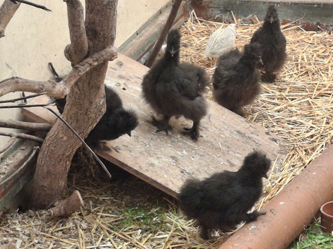 Silkie Chicks for sale.  White and Black