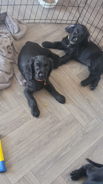 Cocker spaniels ready to leave