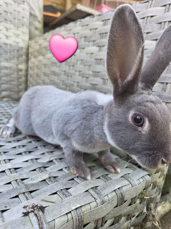 Velvet mini rex does