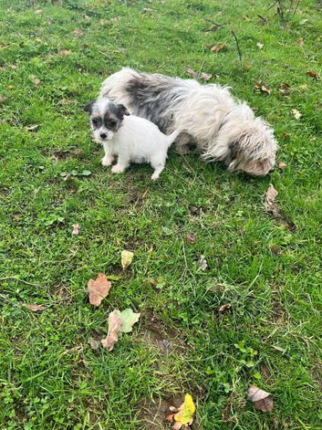 Miniature Jack Russel boy