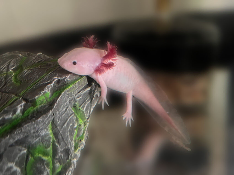Axolotls for Sale (Leucistic and Wildtype)