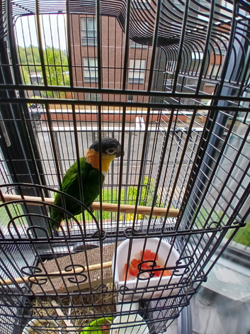 Female caique parrots