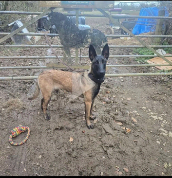 Nala 14 month old Mali