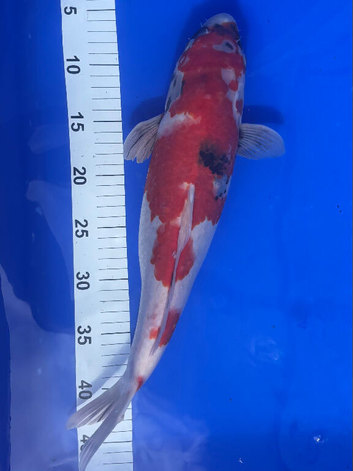 Japanese Koi