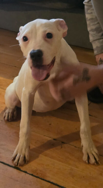 American bulldog cross staffy