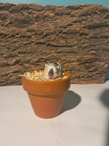 Male fancy mice