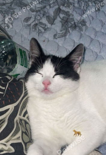 Kitten