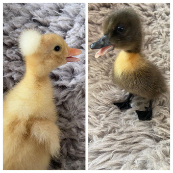 2 ducklings 1white crested and Cayuga/ white crested