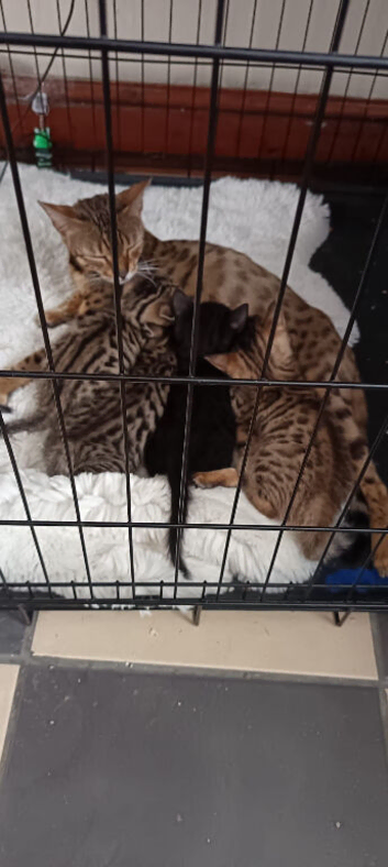 4 bengal kittens