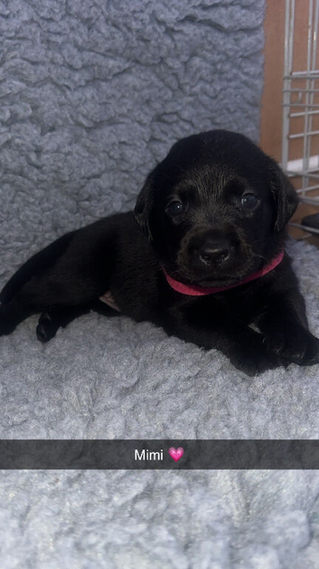Beautiful KC Labradors all black