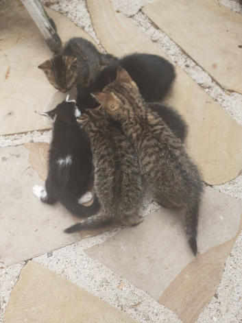 Bengal X KITTENS 2 Boys 2 Girls Ready Now