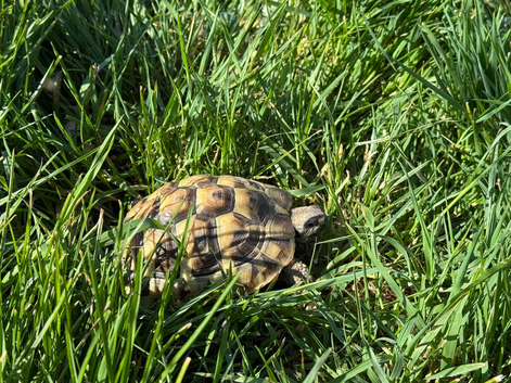 Gorgeous Hermann Tortoise