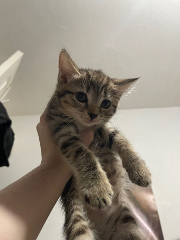 pedigree kittens Two amazing litters