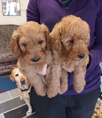 F1B GOLD MINIATURE LABRADOODLES FROM 5* LICENCED BREEDER
