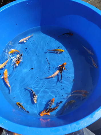 &pound;5 koi carp