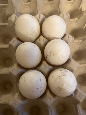 Welsh Harlequin Duck Eggs