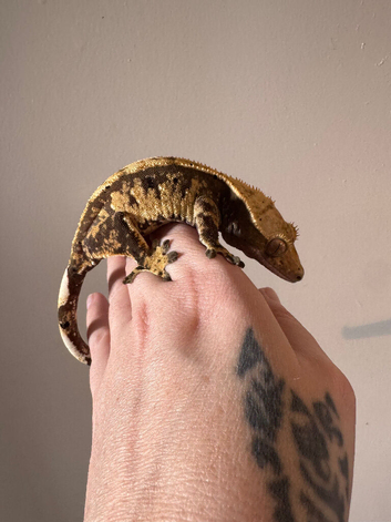 Female crested gecko