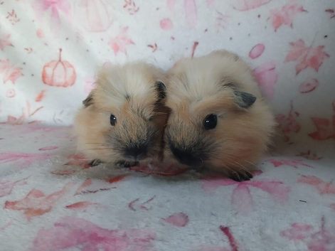 Beautiful girl guinea pigs ready now Derbyshire