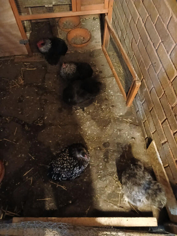 5 chickens