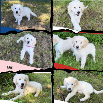 KC registered Golden Retriever Puppies