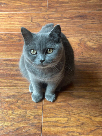 selling 2 neutered male british shorthairs
