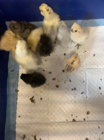 Newly hatched silkie chicks