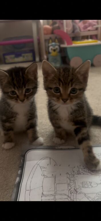 Kittens