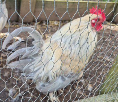 Booted Bantams 4 female + 1 male