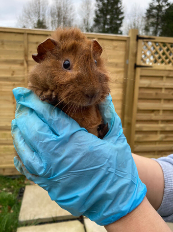 Bonded Guinea Pigs Boys- Agouti