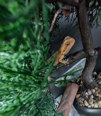 Baby bearded dragons