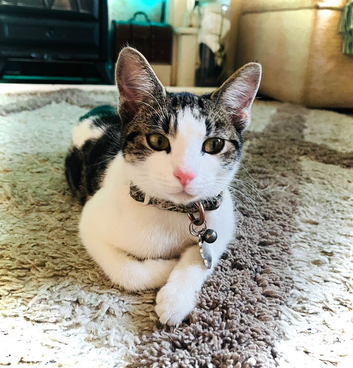 Young Vacc & Neutered Female Kitten